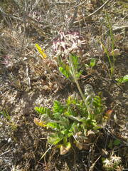 Pelargonium auritum auritum