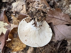 Clitocybe robusta