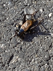 Gryllus