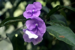 Brunfelsia pauciflora