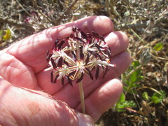 Pelargonium auritum auritum