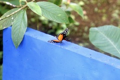 Heliconius hecale