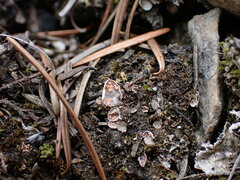 Illosporium carneum