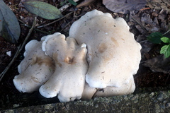 Macrocybe titans