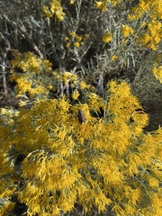 Ctenoplusia oxygramma