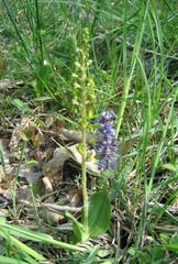 Neottia ovata