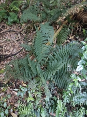 Leptopteris hymenophylloides