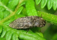 Agrypnus murinus