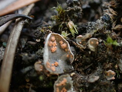 Illosporium carneum