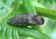 Agrypnus murinus