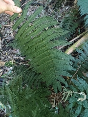 Leptopteris hymenophylloides