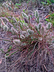 Tribolium hispidum