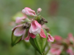Fagopyrum esculentum