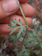 Artemisia michauxiana