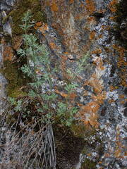 Artemisia michauxiana
