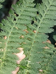 Leptopteris hymenophylloides