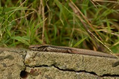 Oligosoma kokowai