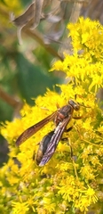 Polistes metricus
