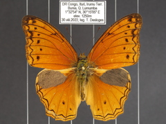 Lachnoptera anticlia
