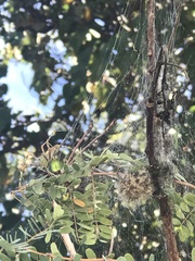 Peucetia viridans