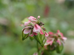 Fagopyrum esculentum