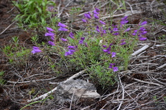 Penstemon fruticosus