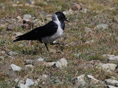 Corvus dauuricus
