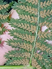 Leptopteris hymenophylloides