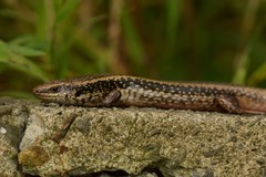 Oligosoma kokowai