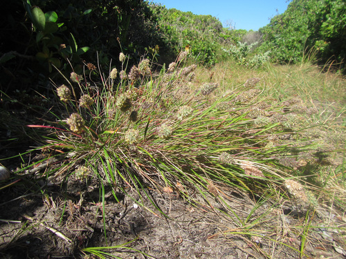 Tribolium obtusifolium