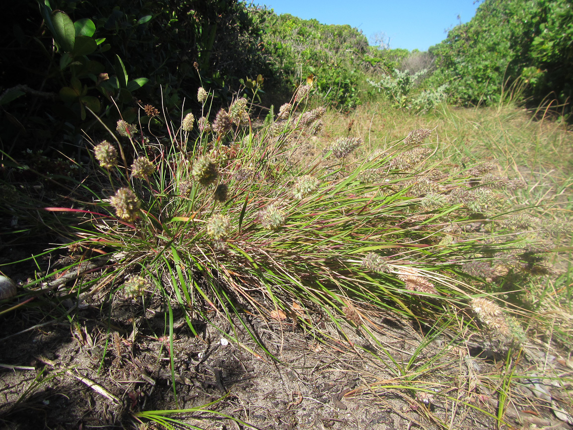 Tribolium obtusifolium