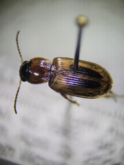 Stenolophini