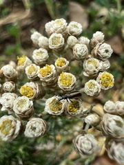 Helichrysum teretifolium