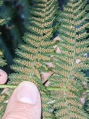 Leptopteris hymenophylloides