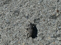 Sphenophorus coesifrons