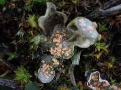 Illosporium carneum