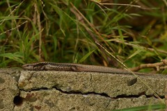 Oligosoma kokowai