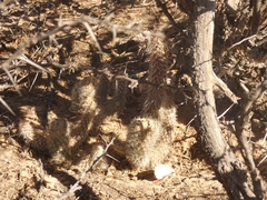 Austrocylindropuntia shaferi