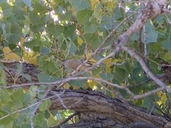 Coccothraustes vespertinus