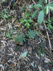 Leptopteris hymenophylloides