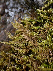 Abietinella