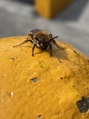 Xanthocampsomeris limosa
