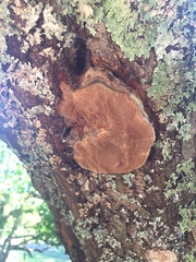 Phellinus pomaceoides