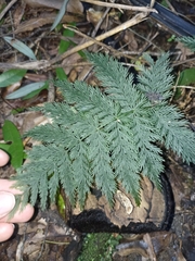 Leptopteris hymenophylloides