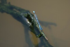Enallagma durum