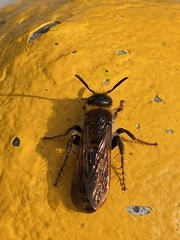 Xanthocampsomeris limosa