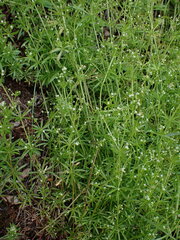 Galium aparine