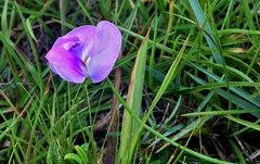 Vigna vexillata vexillata