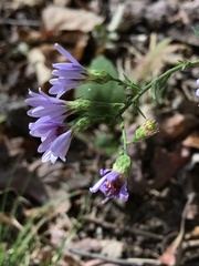 Symphyotrichum undulatum
