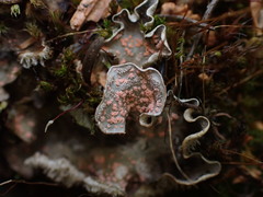 Illosporium carneum
